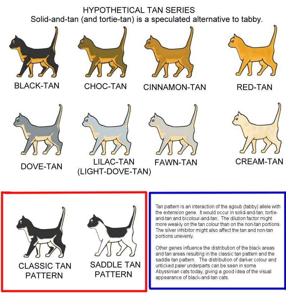 cat colours diagram chart