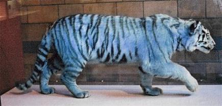 blue tiger