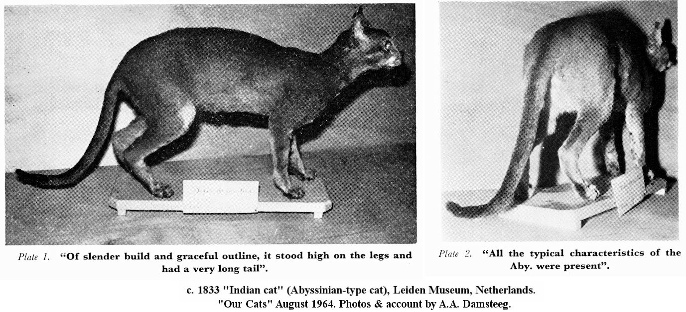 abyssinian cat