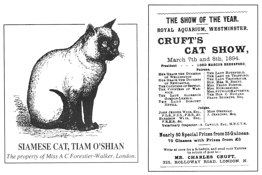 cat show