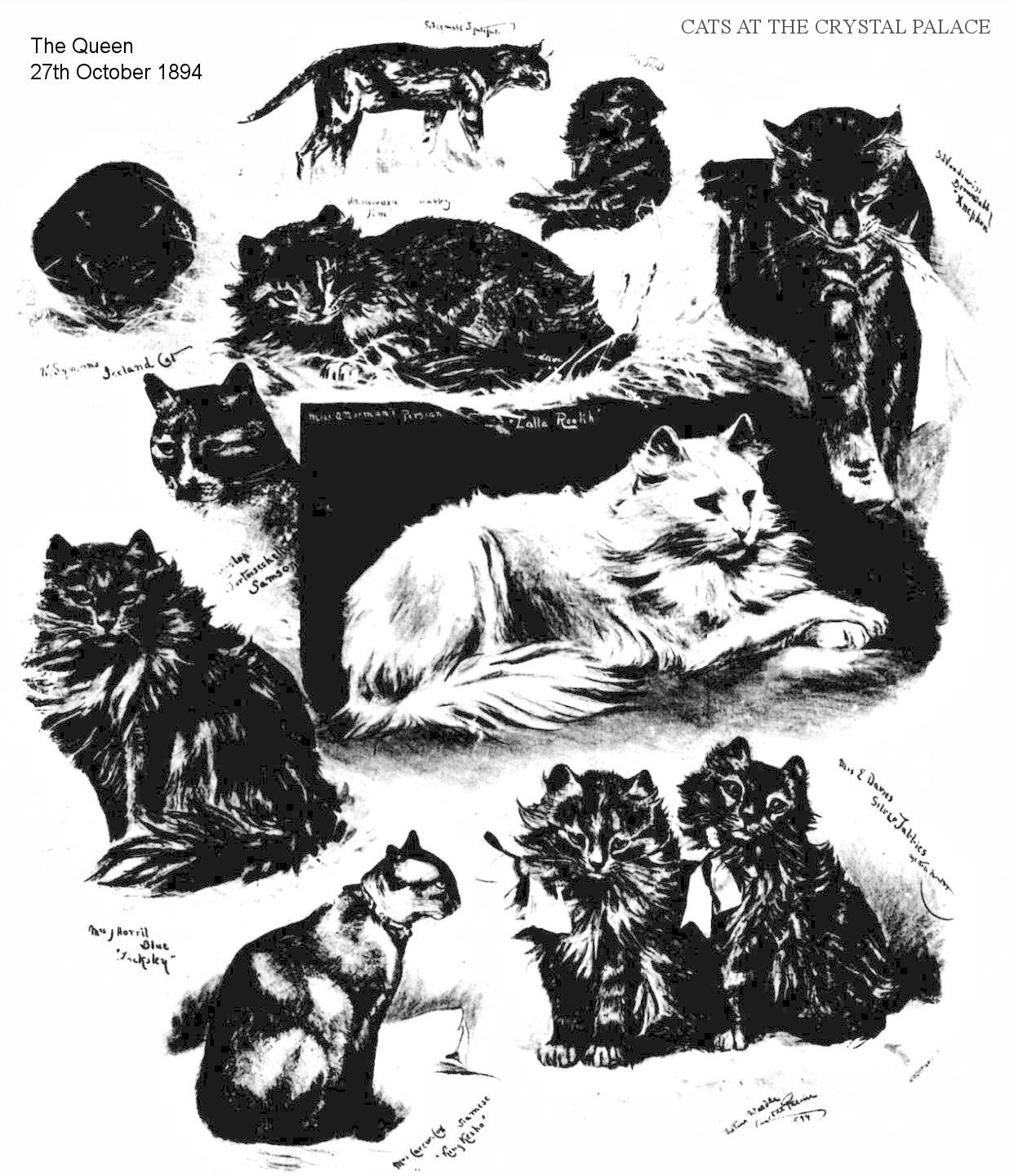 1894 crystal palace cat show