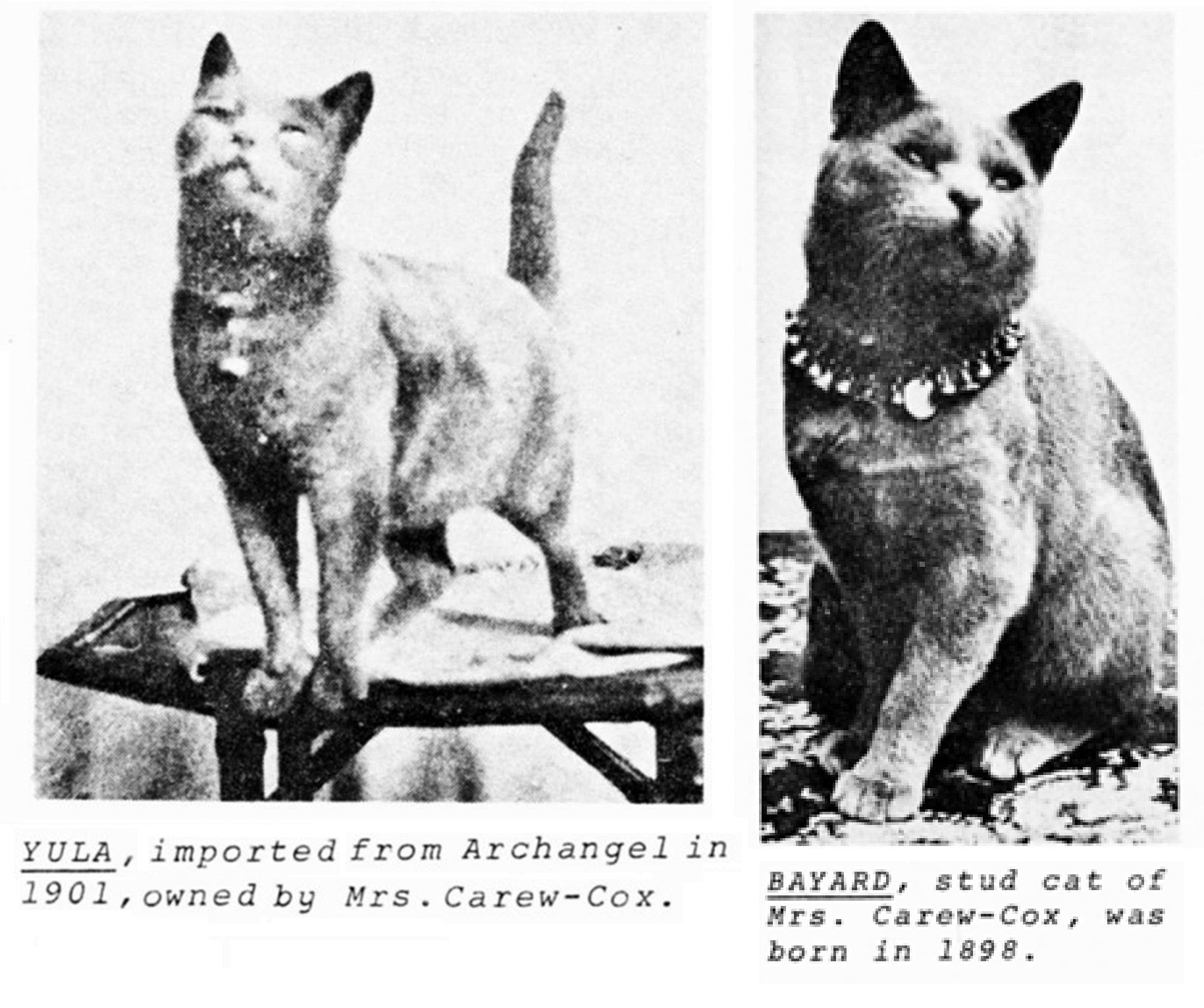 Archangel Russian cat breed