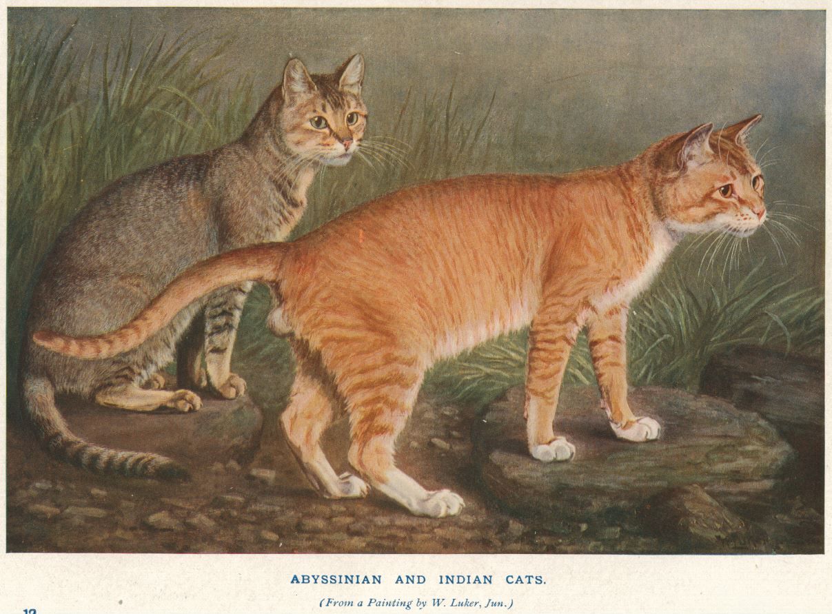 ceylon cat