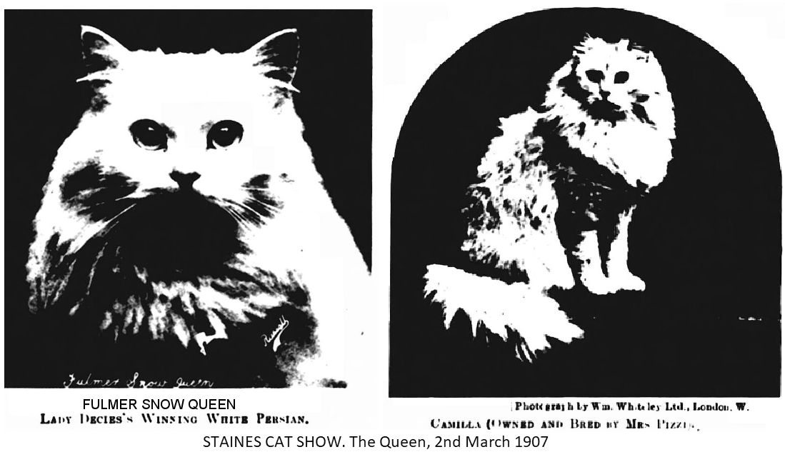 cat show