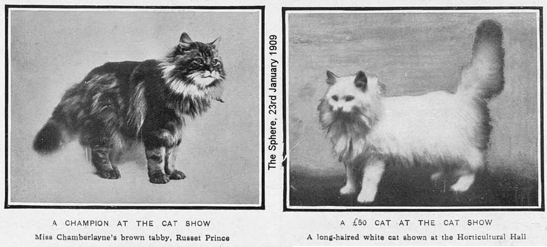 cat show