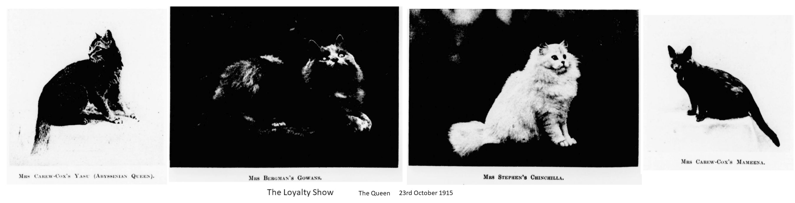 cat show