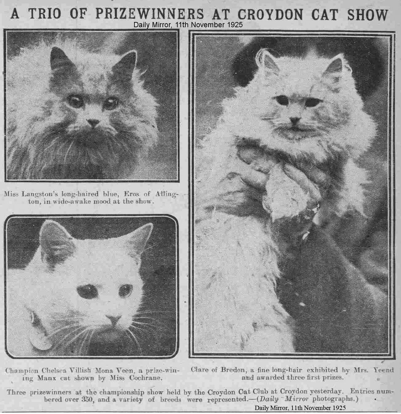 cat show