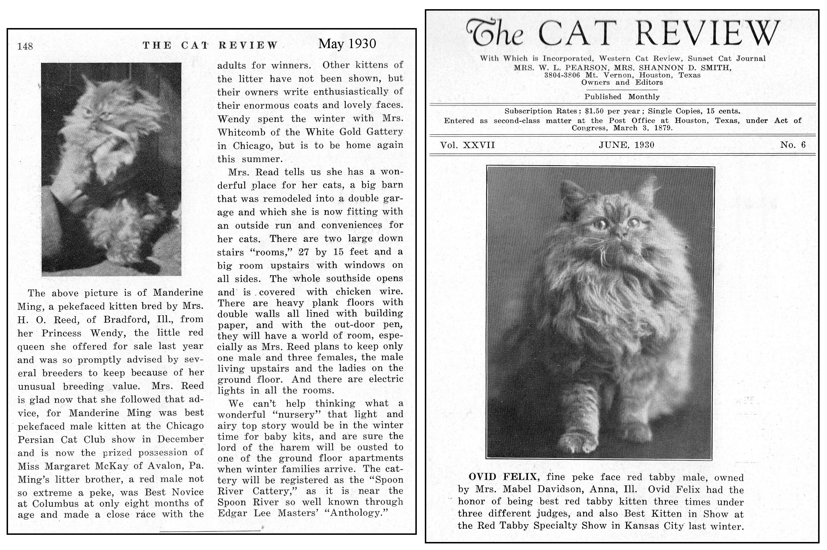 peke-faced persian cat