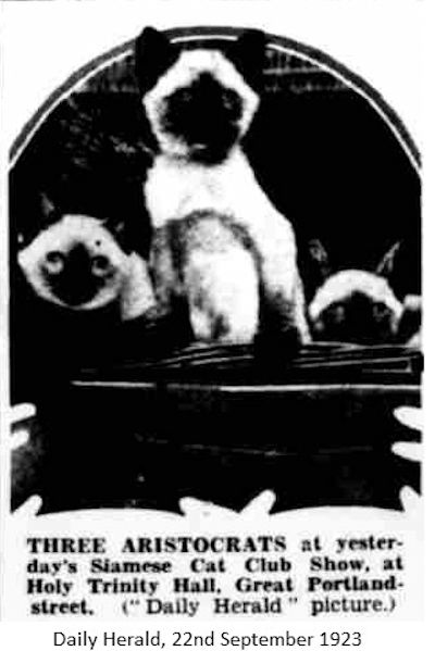 siamese cat show