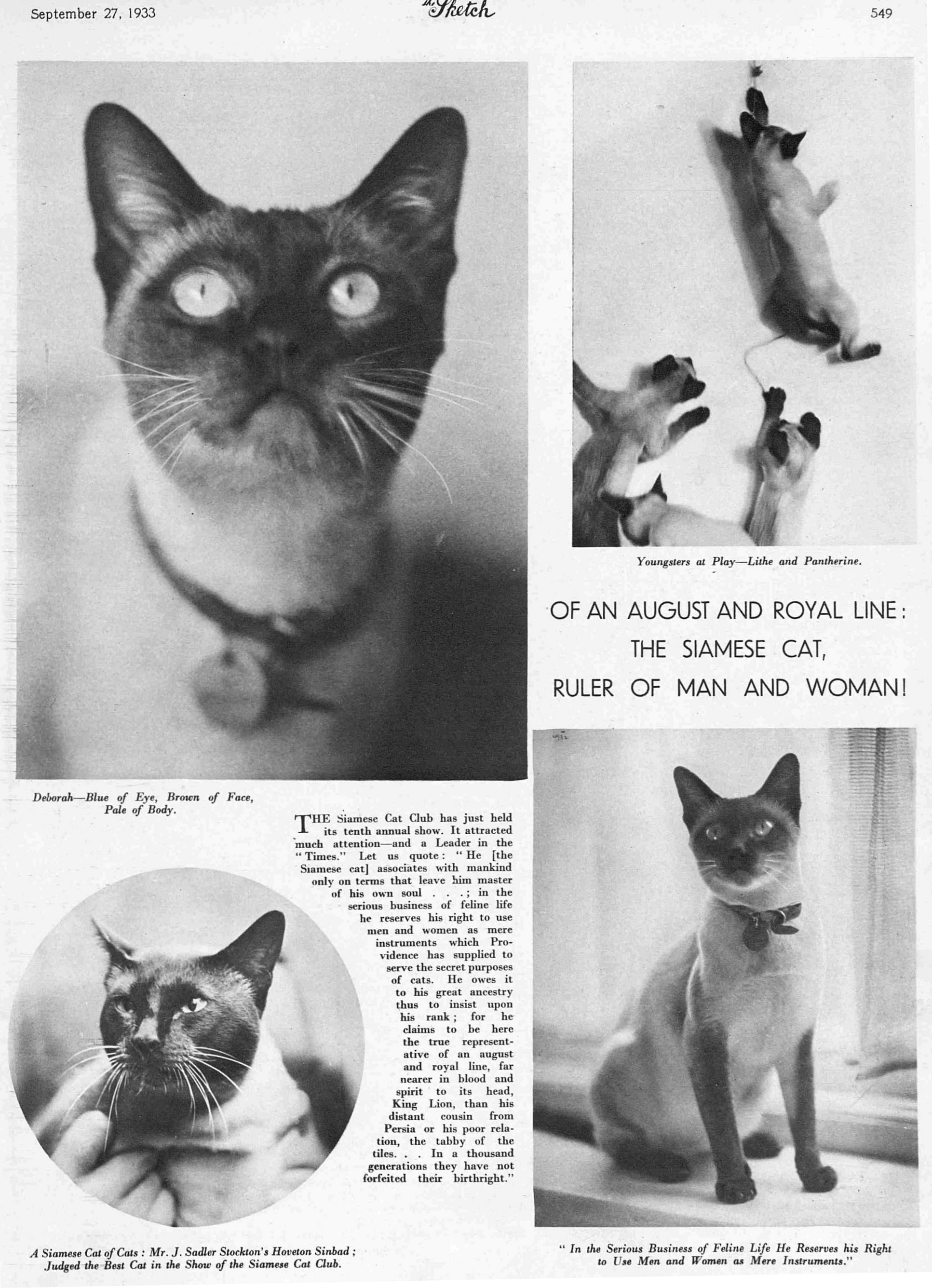 siamese cat show