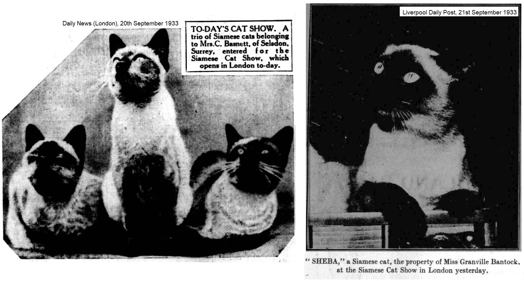 siamese cat show