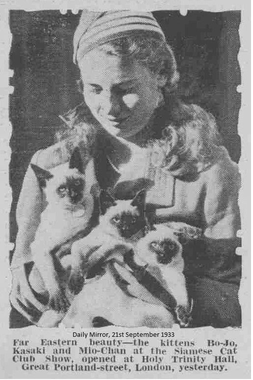 siamese cat show