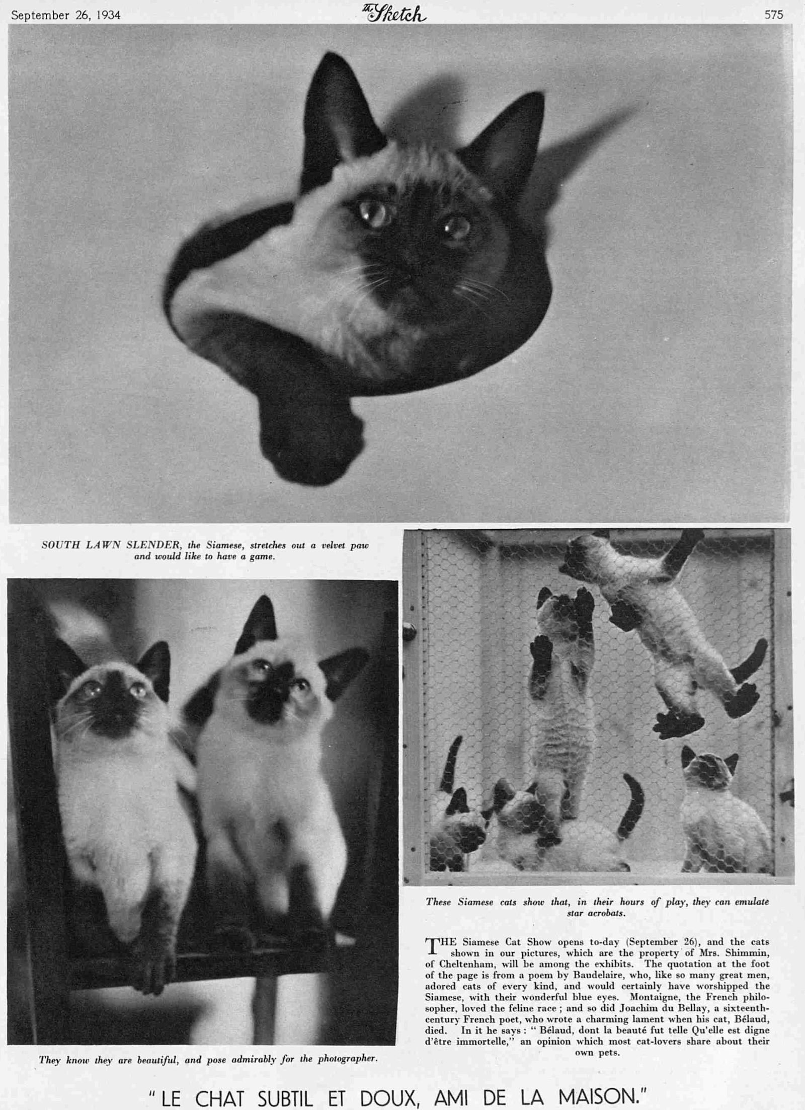 siamese cat show