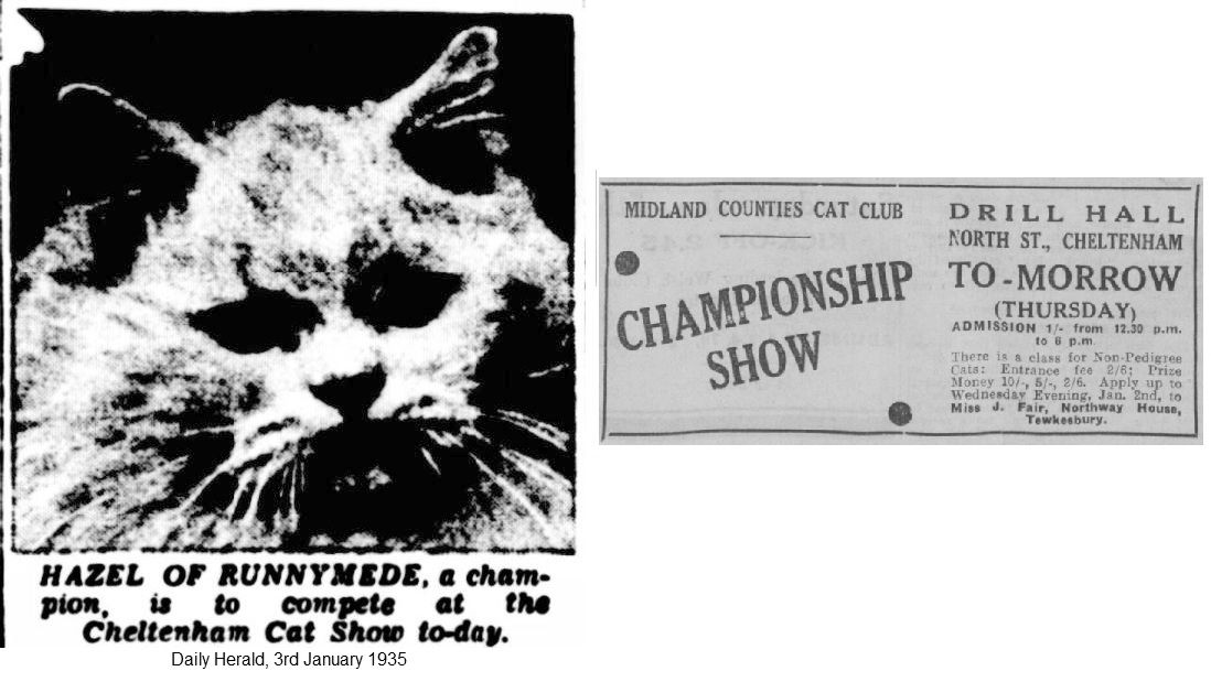 cheltenham cat show