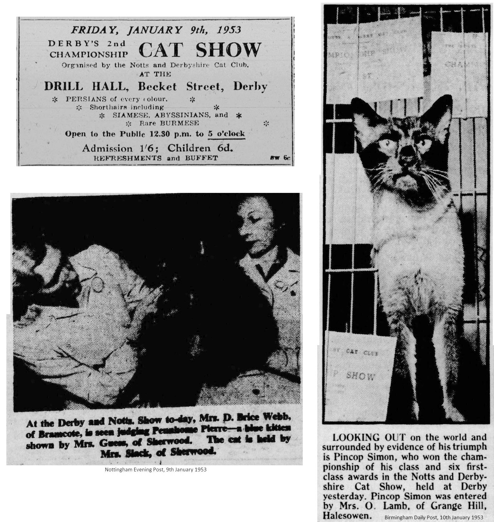 cat show