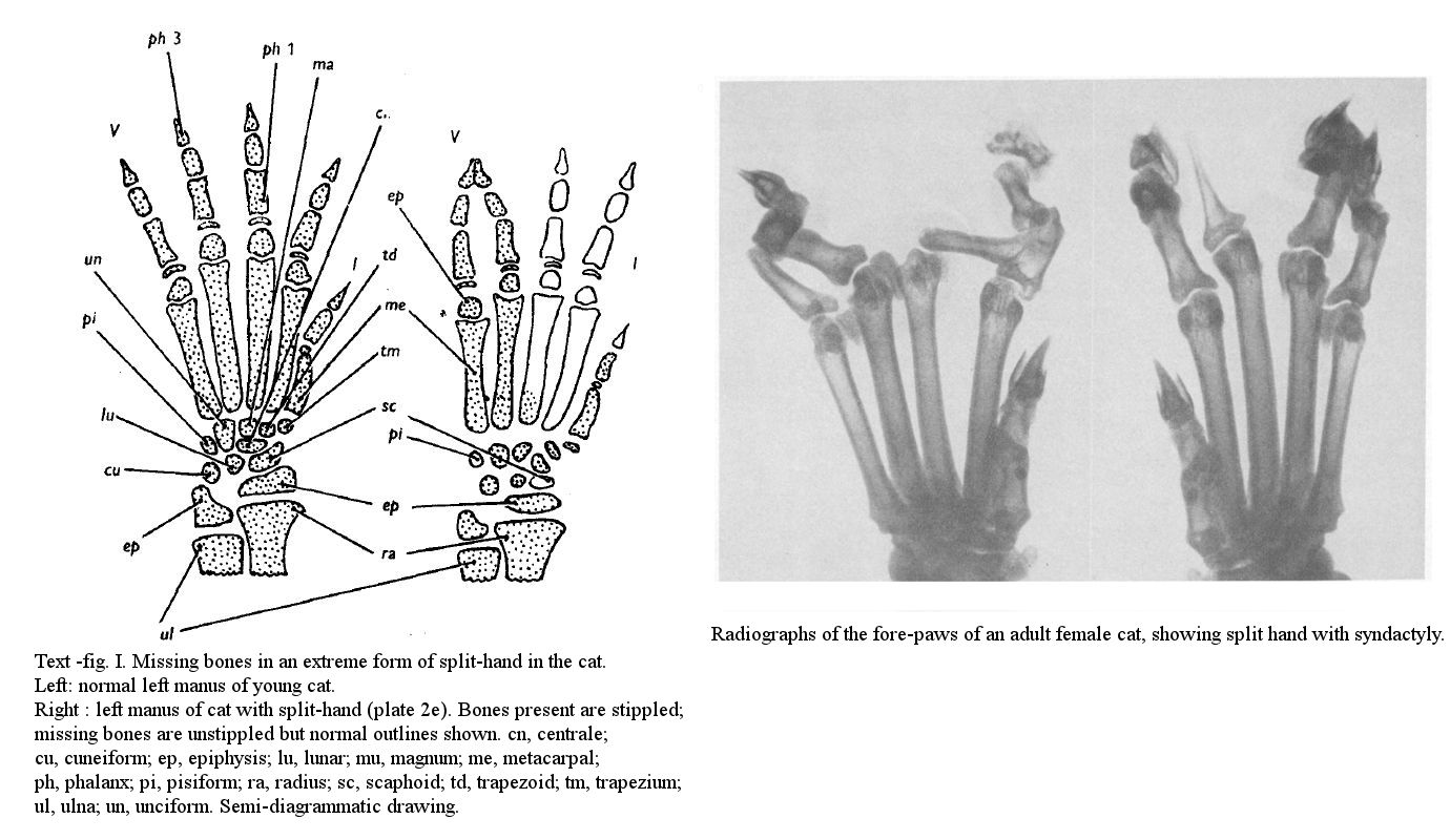 syndactyly in cats