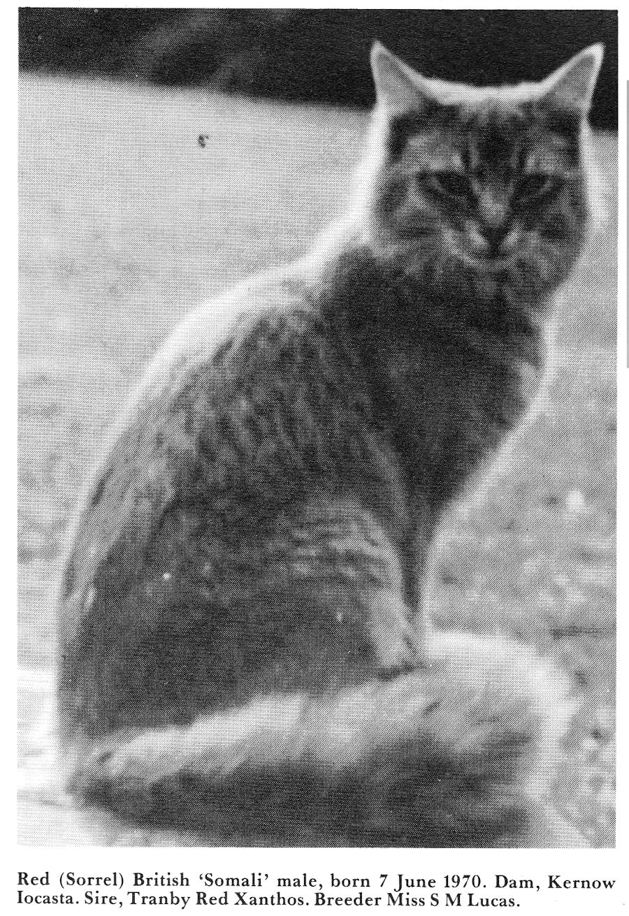 somali cat