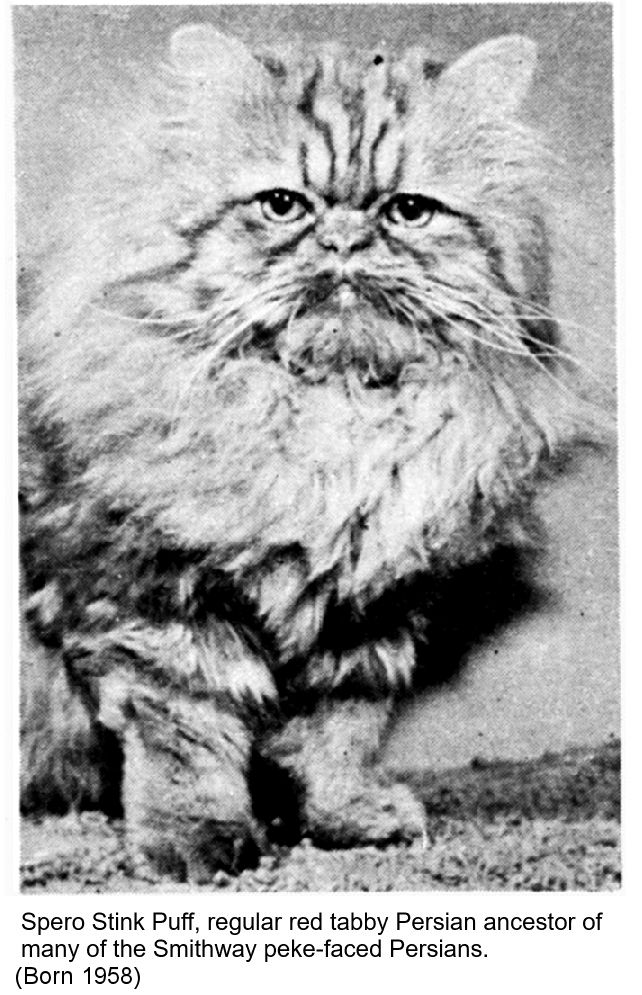 peke face persian cat