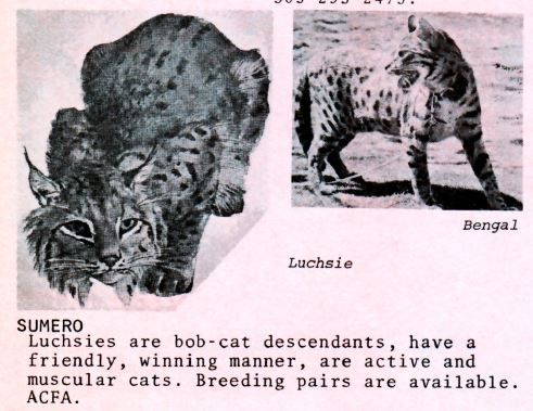 Luchsie lynxpoint alleged bobcat hybrid breed from the 1970s