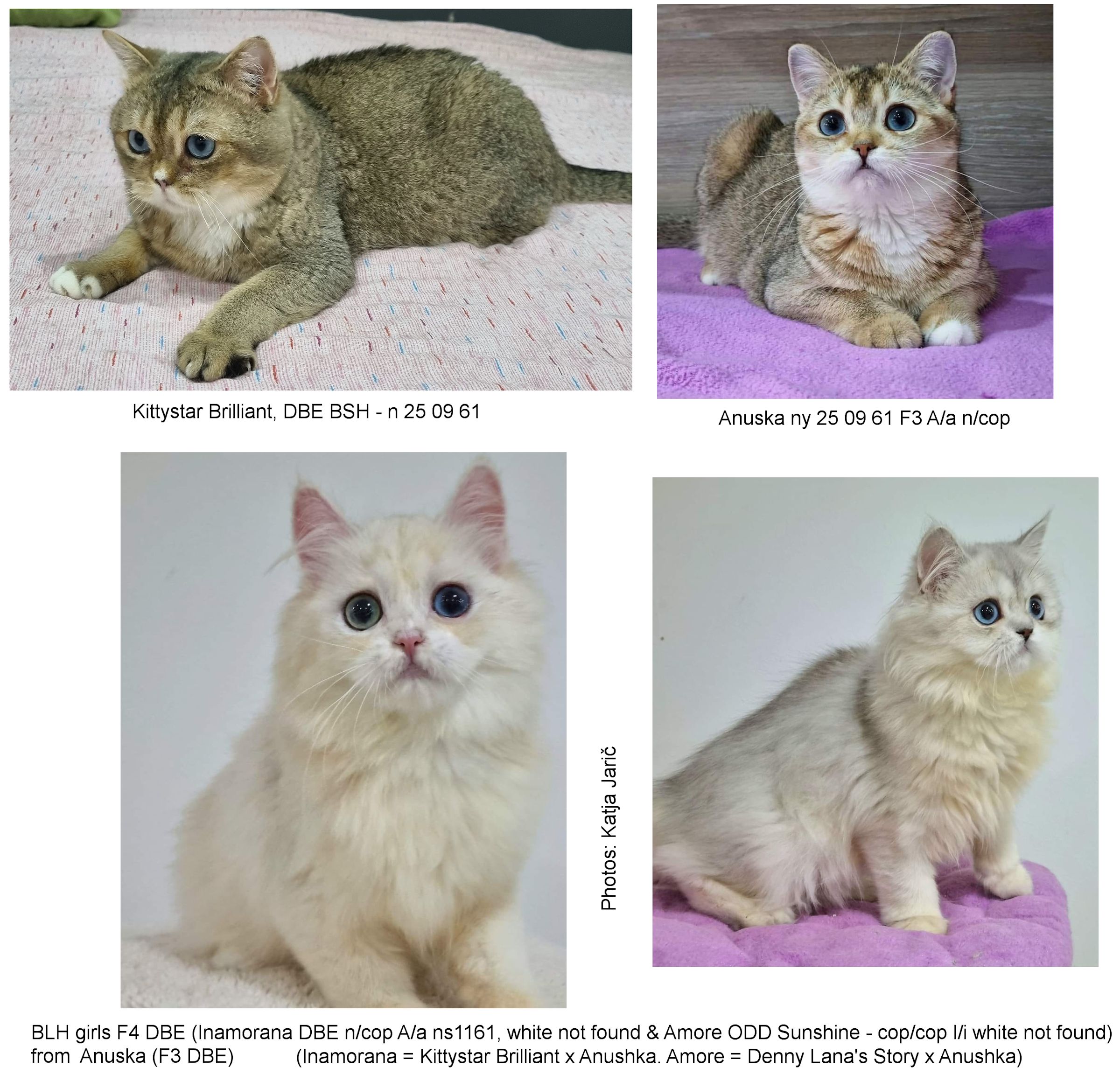 blue eyed golden british shorthairs