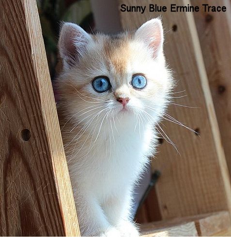 Elizabeth Lipovenko Dominant Blue eyes study