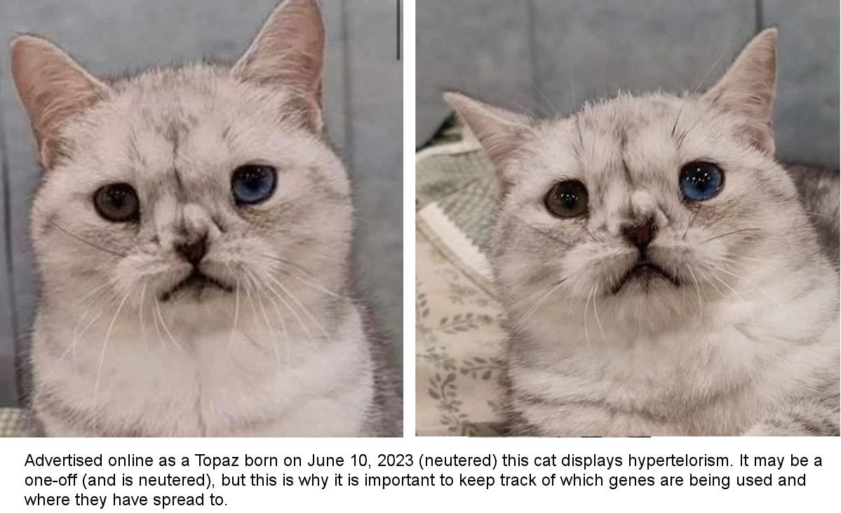 topaz cat breed