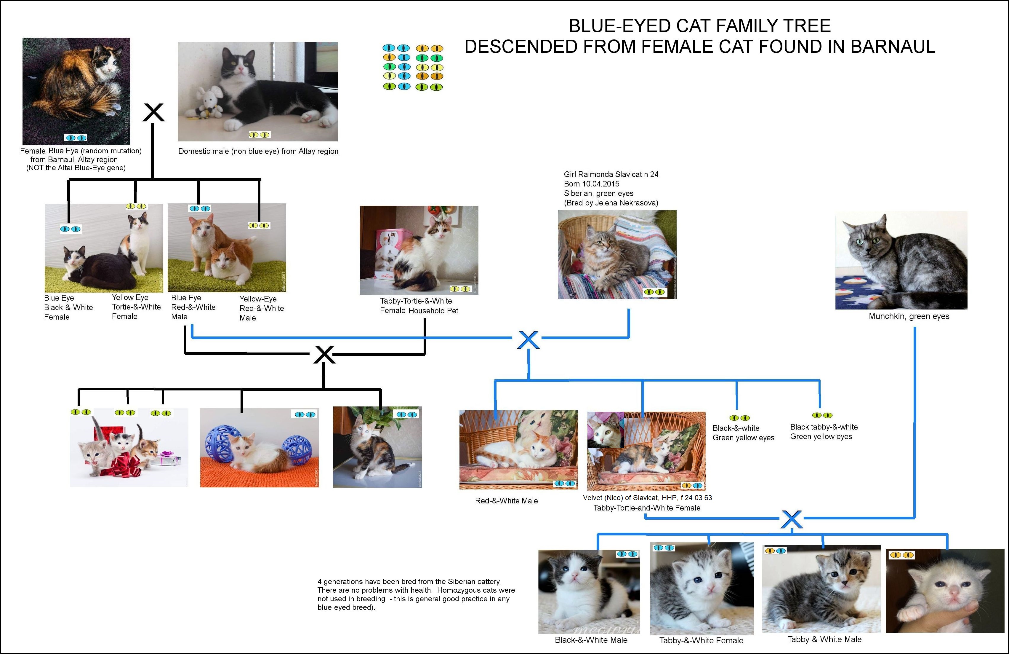 Aktau random mutation cats