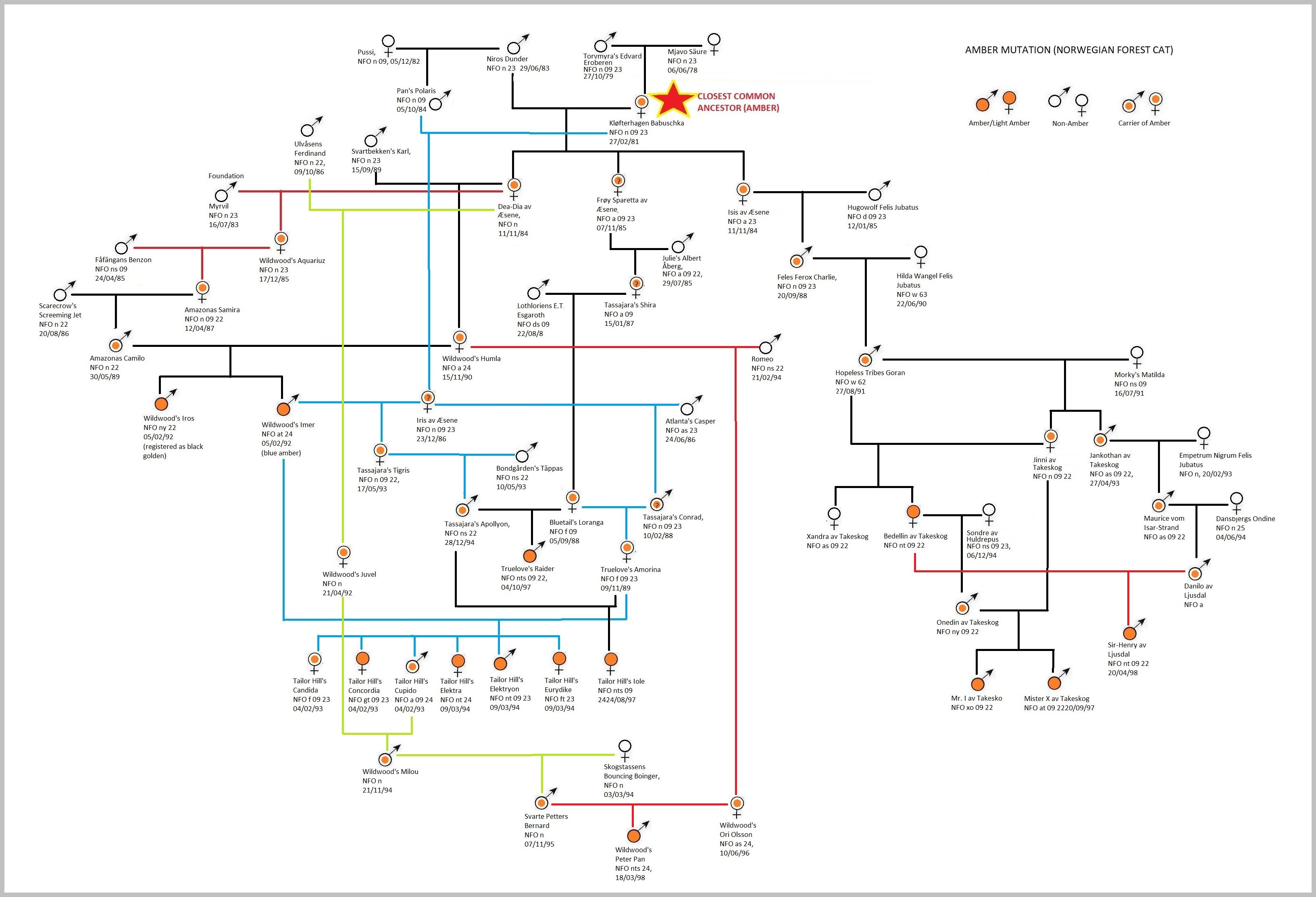 amber colour cats genealogy