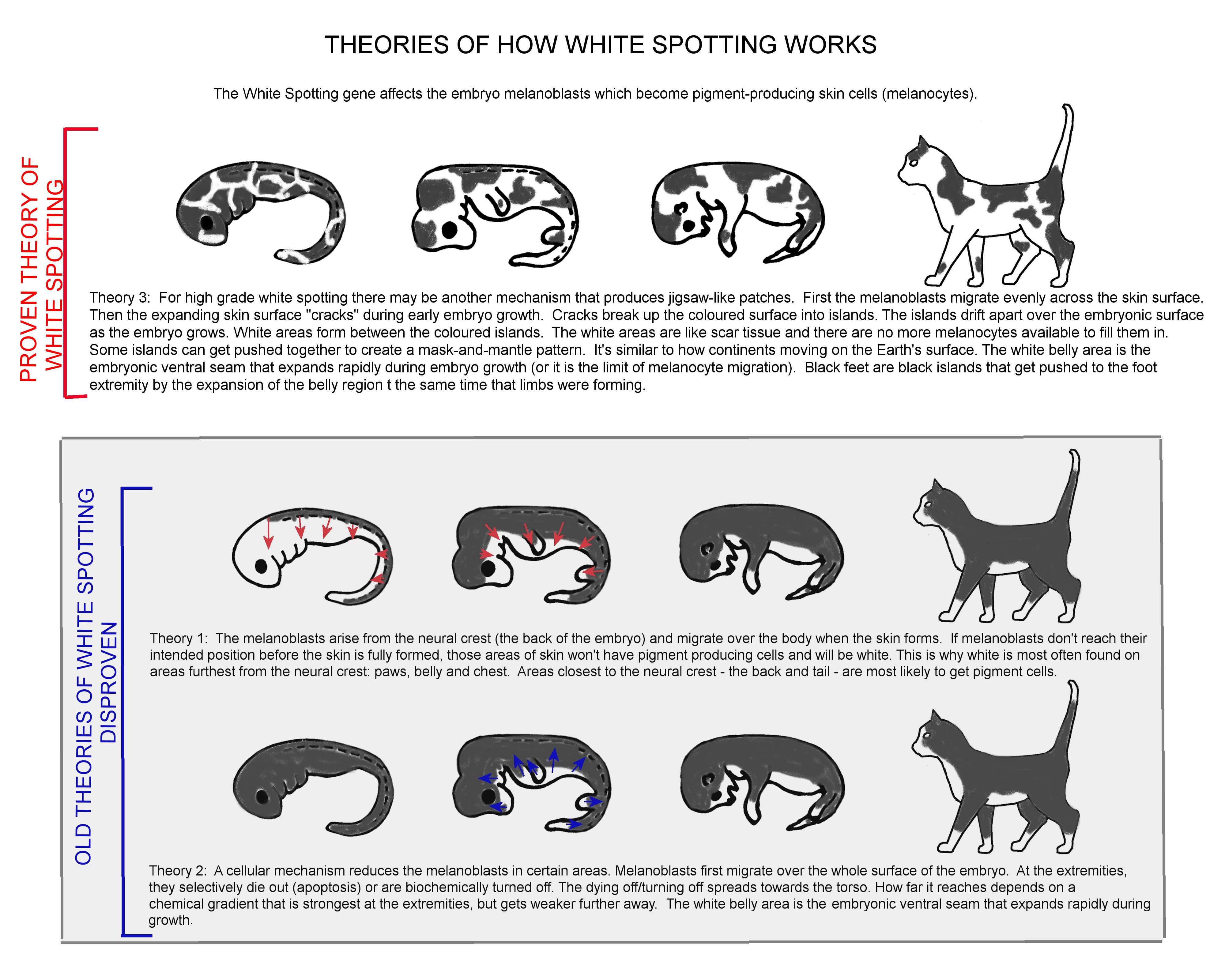 cat colours diagram chart