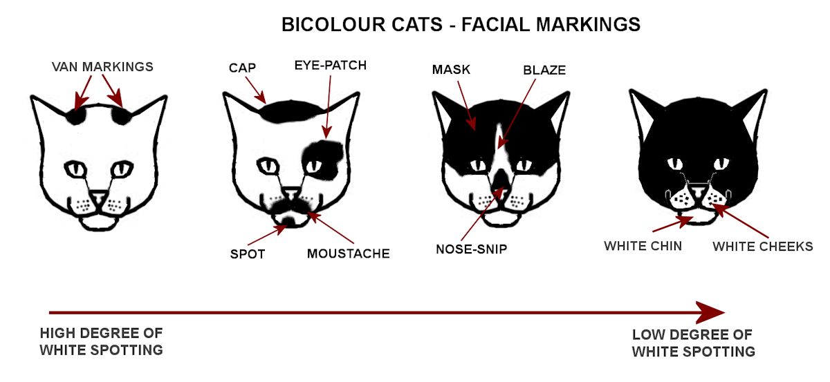 cat colours diagram chart