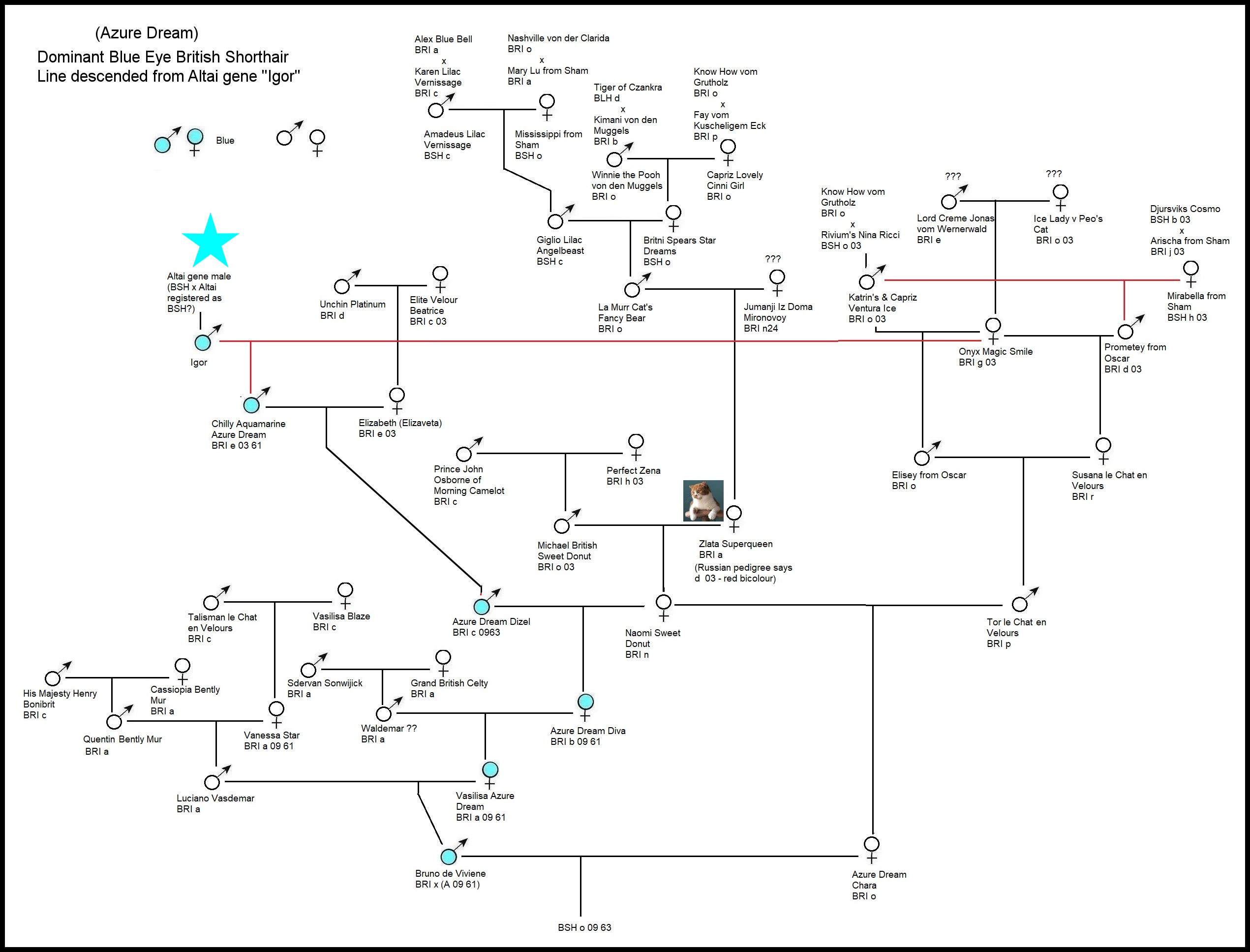 azure dream british cat breed