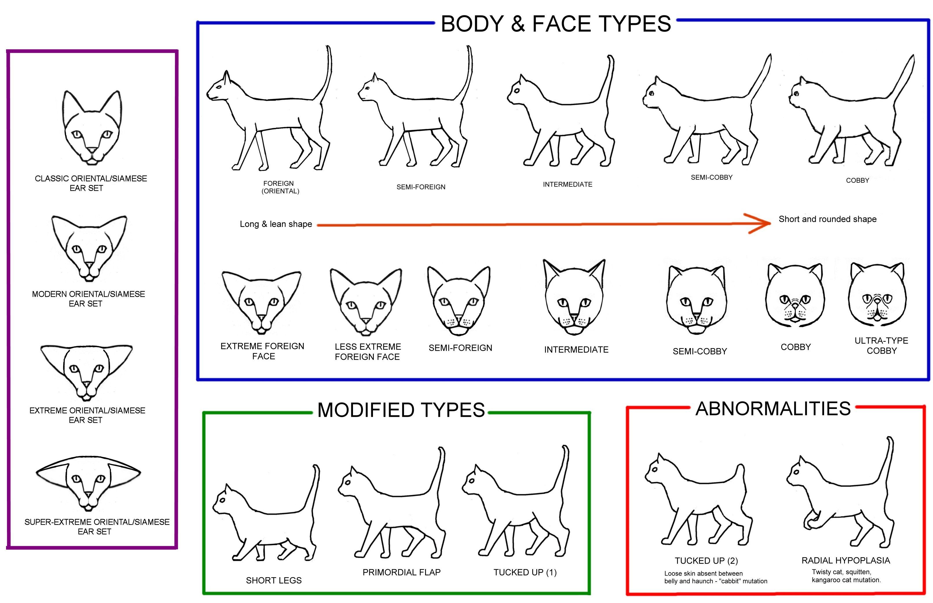 cat conformation diagram chart