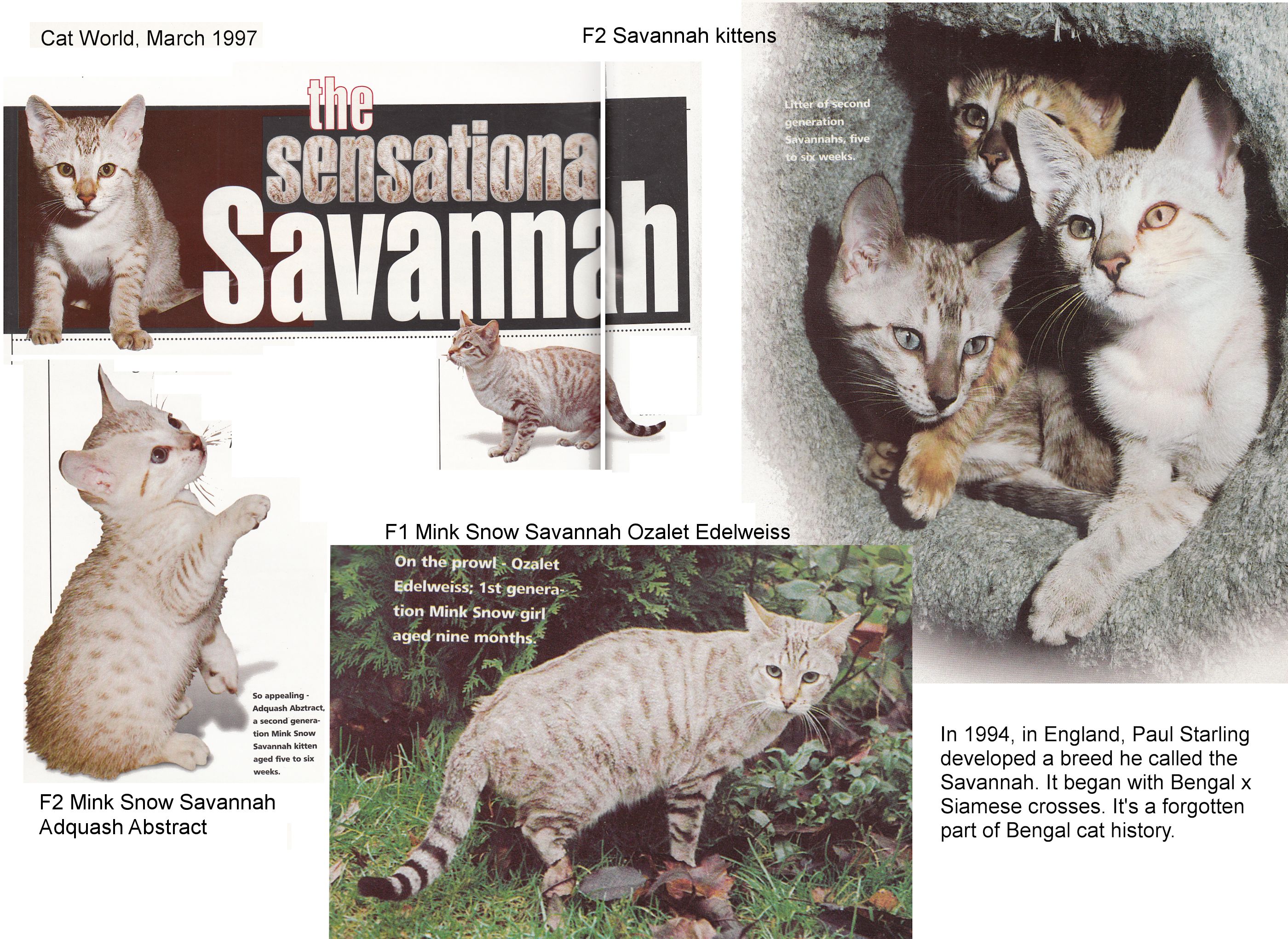 british savannah bree, 1997