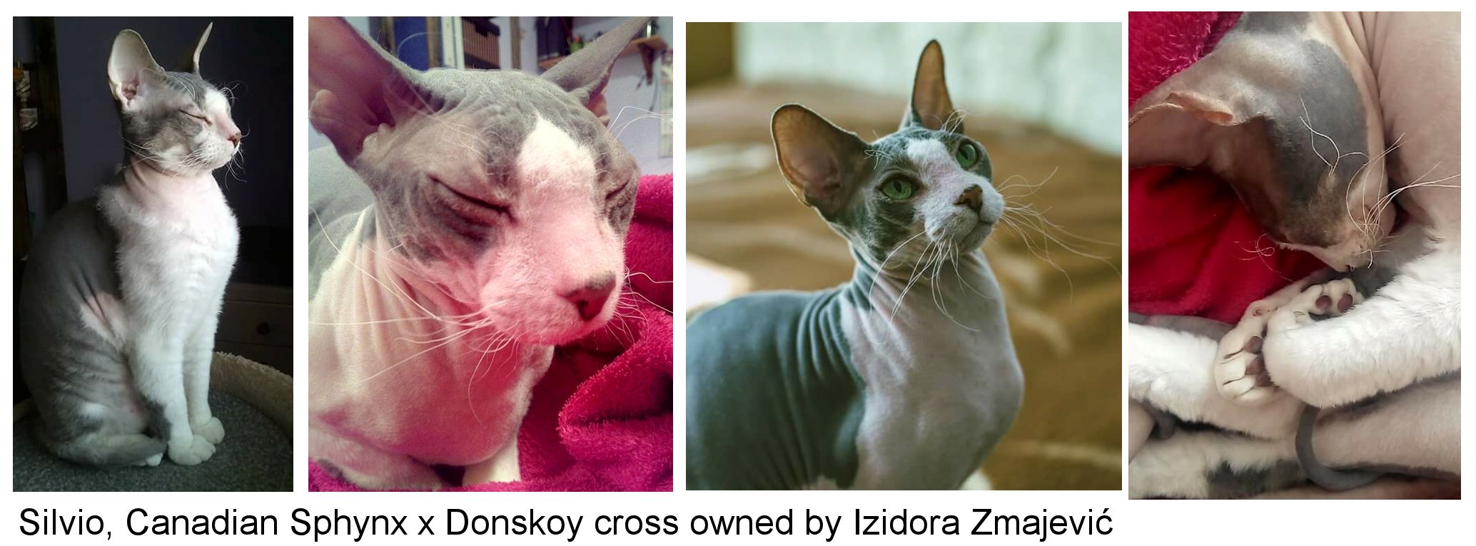 hairless cats