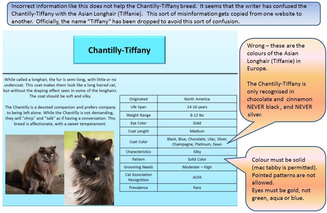 tiffany/chantilly or longhair burmese cat breed