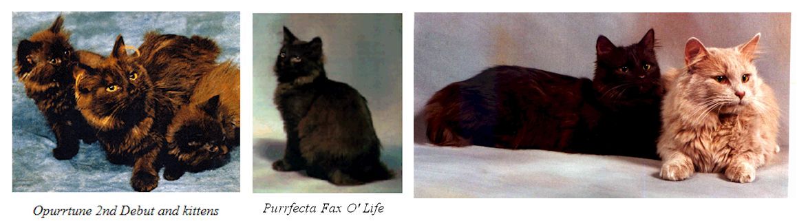 tiffany/chantilly cat breed