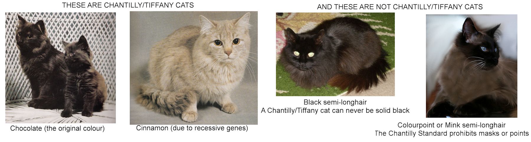 tiffany/chantilly or longhair burmese cat breed