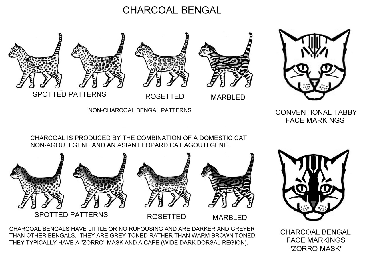 cat colours diagram chart