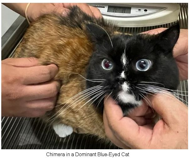 chimera cat