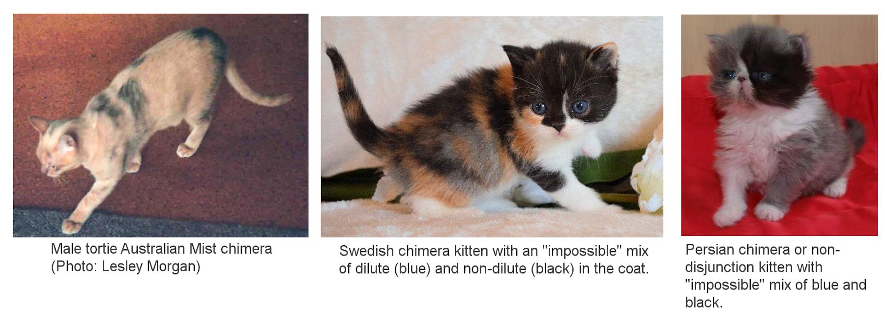 chimera cat