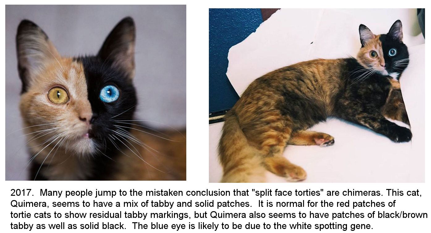 mosaicism or chimera cat