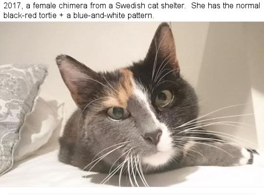 chimera cat