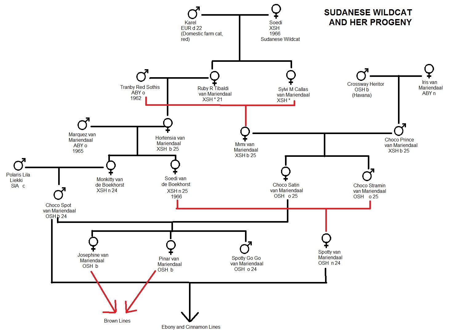 The wildcat genes in the early Cinnamon Oriental Shorthairs