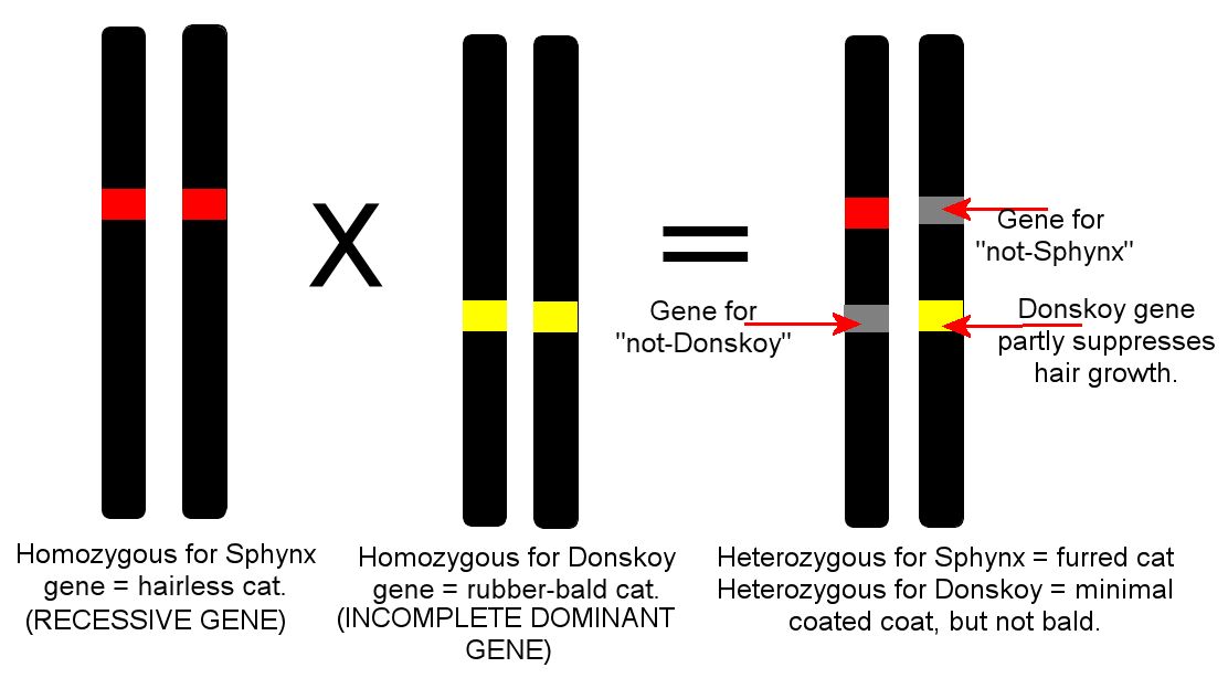 hairless cats genes