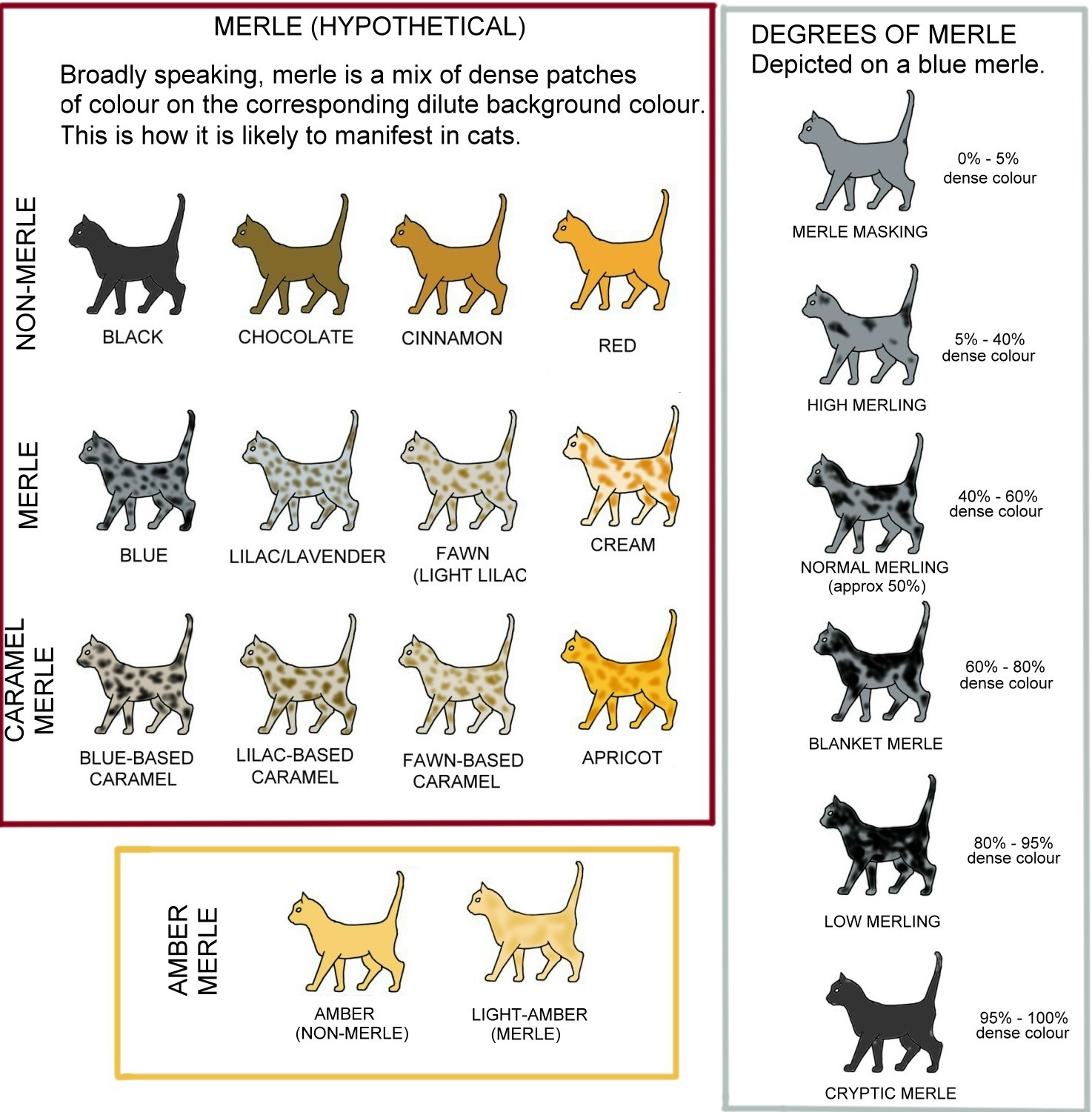 cat colours diagram chart