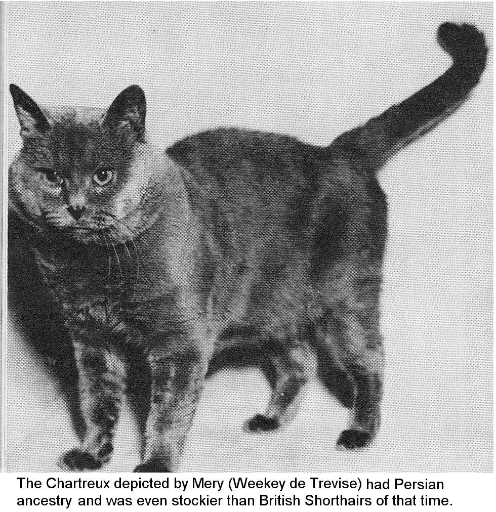 chartreux cat