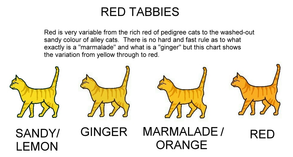 cat colours diagram chart