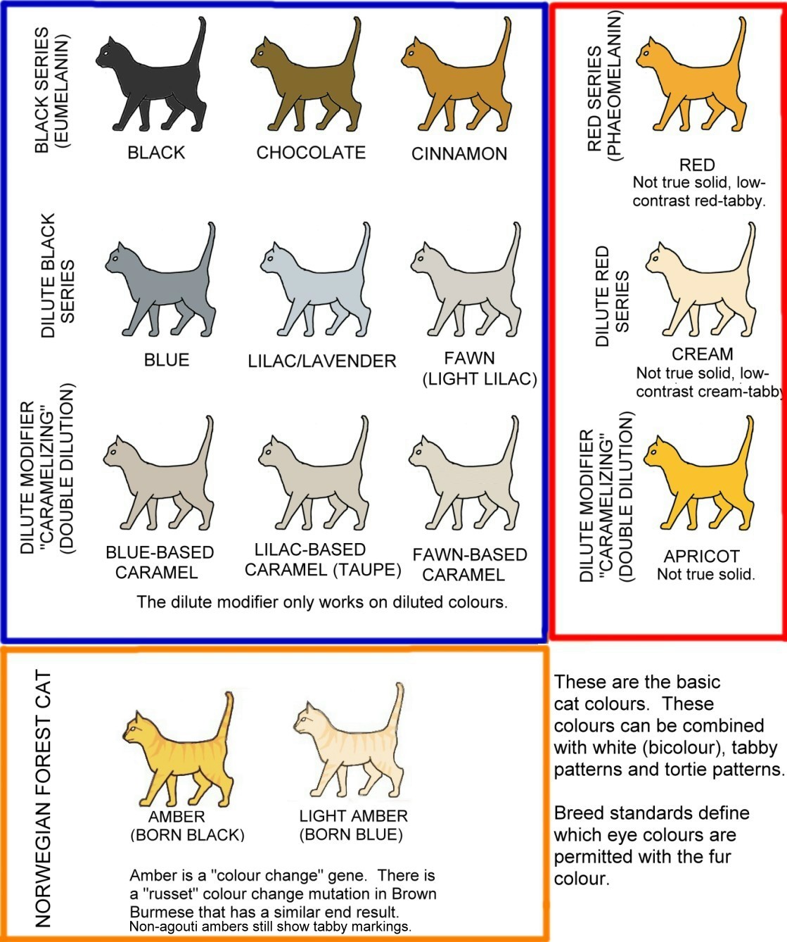 cat colours diagram chart