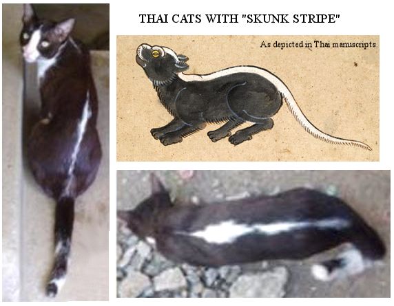 skunk stripe cat