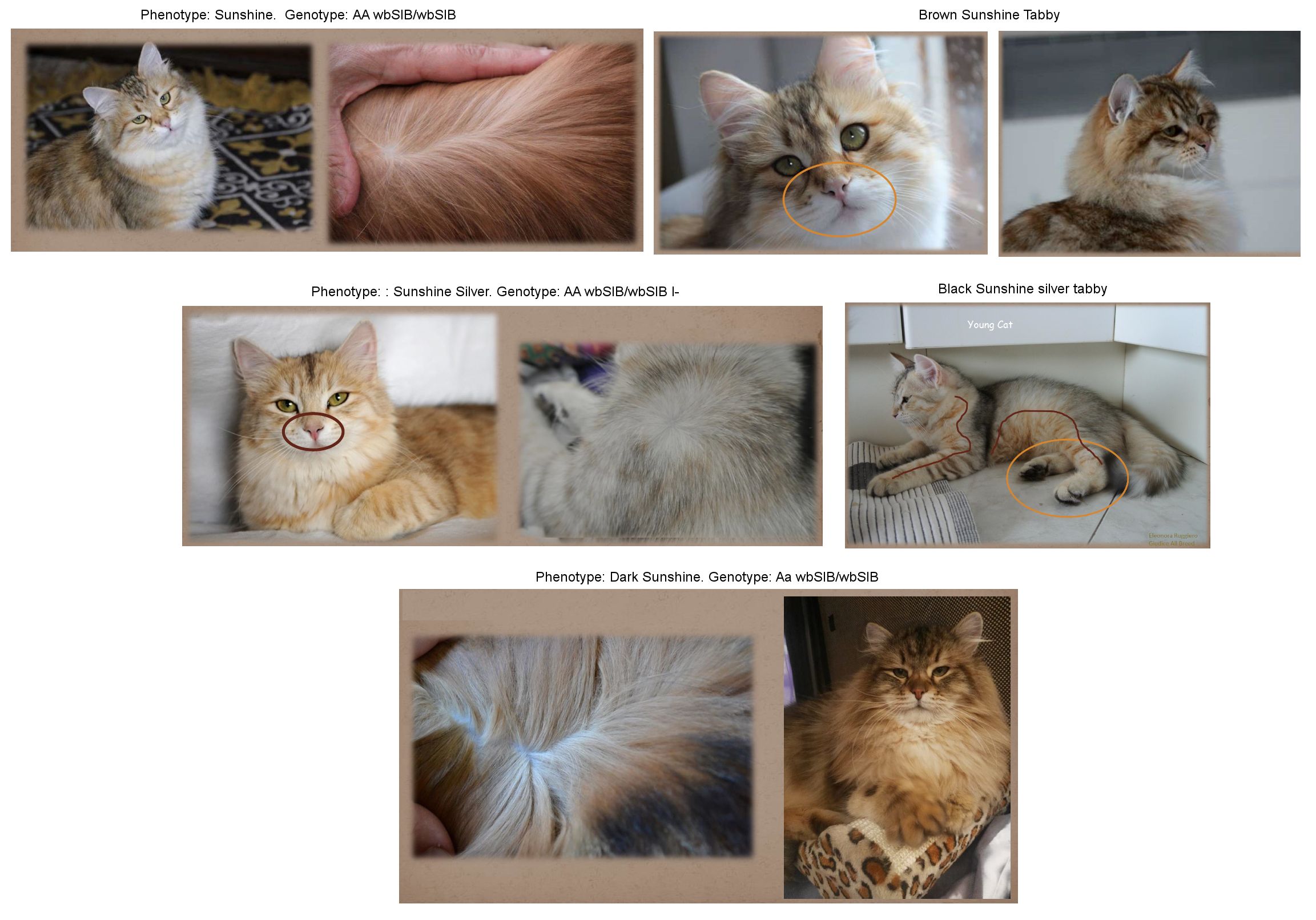 sunshinesiberian cat